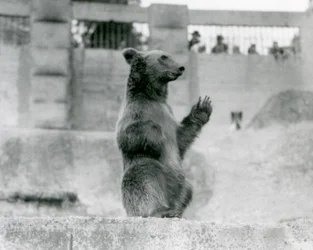 Un oso pardo sentado frente a los visitantes en su recinto en las terrazas Mappin, zoológico de Londres, 1922